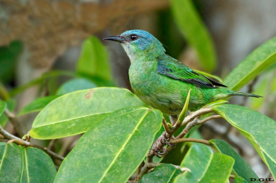 SAÌ AZUL (Dacnis cayana) (H)